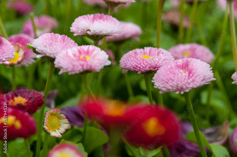 Fototapeta premium Pretty pink Bellis flowers