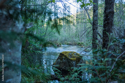 rio con bosque y piedras