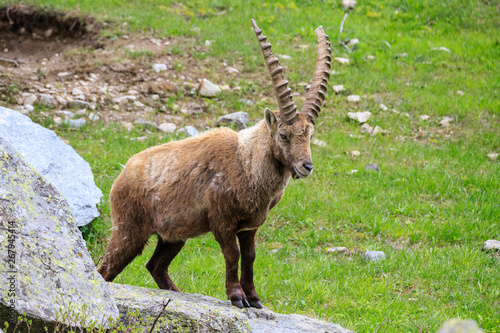 stambecco nel Parco Nazionale del Gran Paradiso 