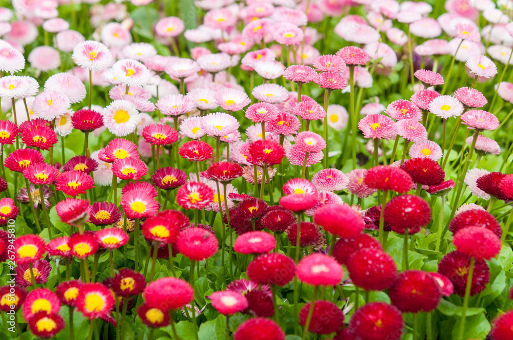 Pretty pink Bellis flowers