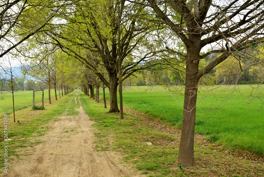 The path winds through the park between meadows and trees The path winds through the park between meadows and trees