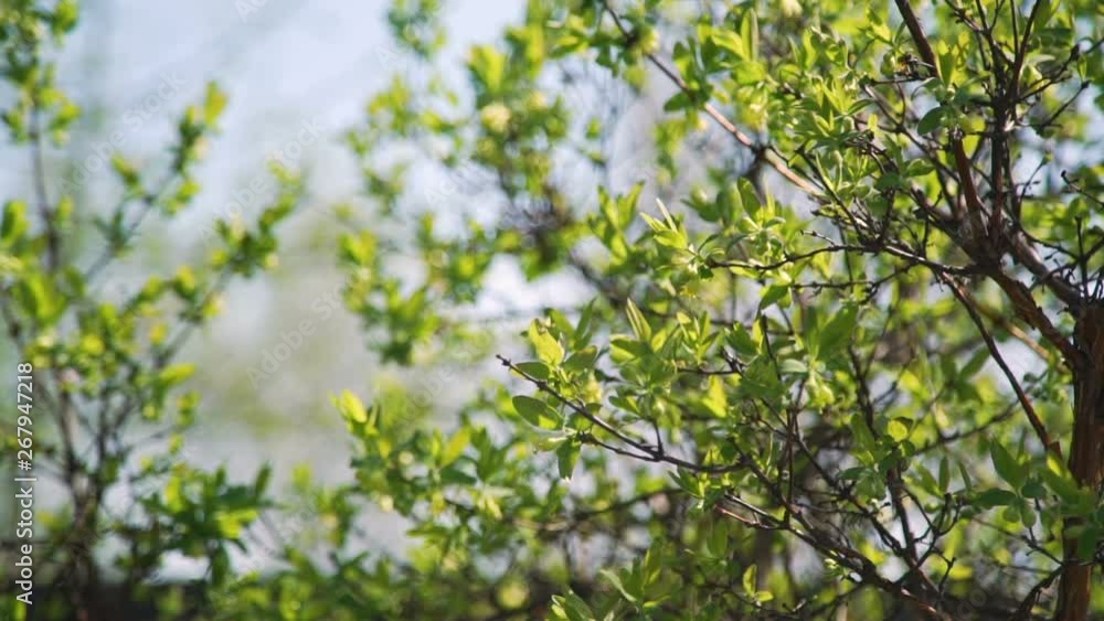 Branches of a Tree Swaying in the Soft Wind in Sunny Spring Day Branches of a Tree Swaying in the Soft Wind in Sunny Spring Day