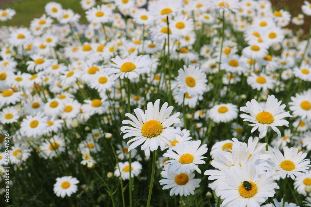 マーガレット 花壇 春 茨城 Stock Photo Adobe Stock