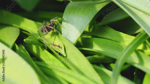 Small Wolf Spider, Pardose sp photo