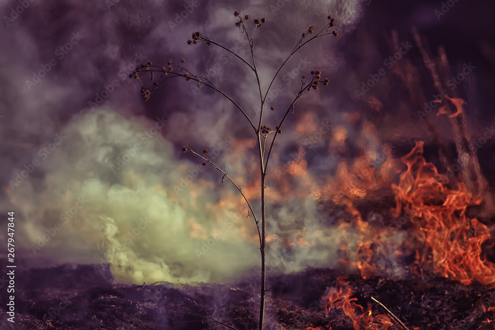 Fototapeta premium fire in the field / fire in the dry grass, burning straw, element, nature landscape, wind