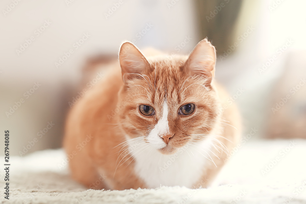 ginger cat / cute pet beautiful cat, red ginger