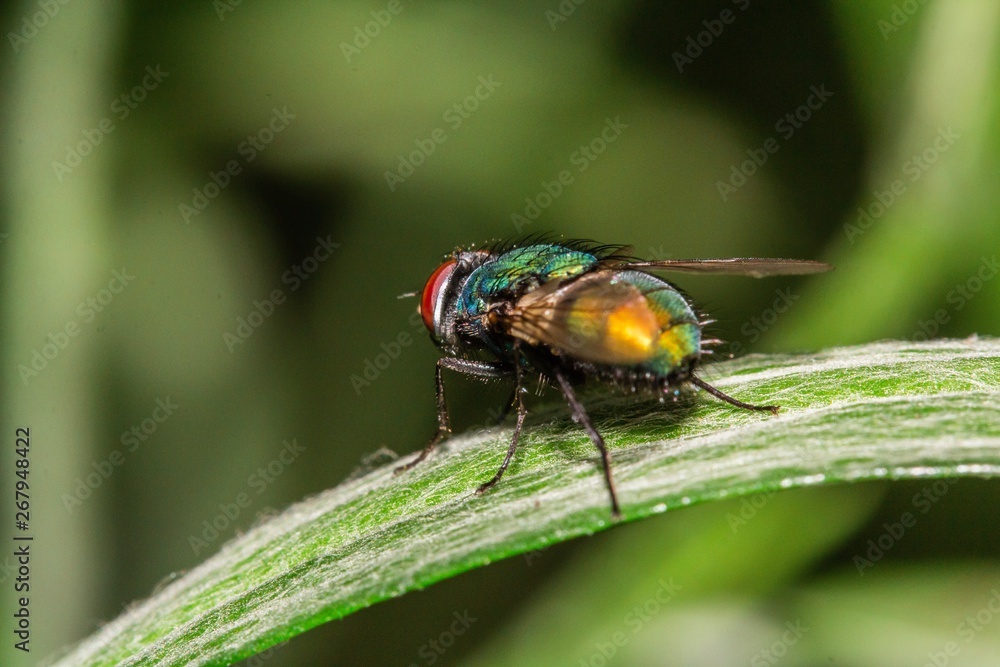 Naklejka premium Golden fly