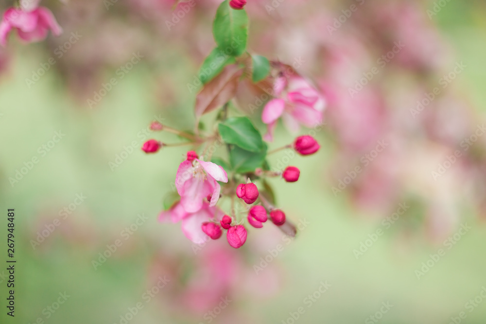 Colorful pink bud of flowers in blossom on spring tree in park. Nature, summer, macro, flowers concept Colorful pink bud of flowers in blossom on spring tree in park. Nature, summer, macro, flowers concept