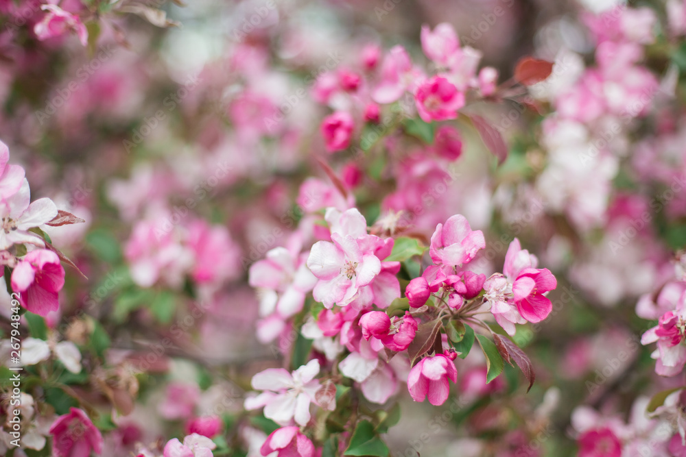 Colorful pink bud of flowers in blossom on spring tree in park. Nature, summer, macro, flowers concept Colorful pink bud of flowers in blossom on spring tree in park. Nature, summer, macro, flowers concept