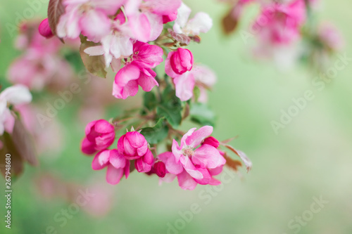 Colorful pink bud of flowers in blossom on spring tree in park. Nature  summer  macro  flowers concept