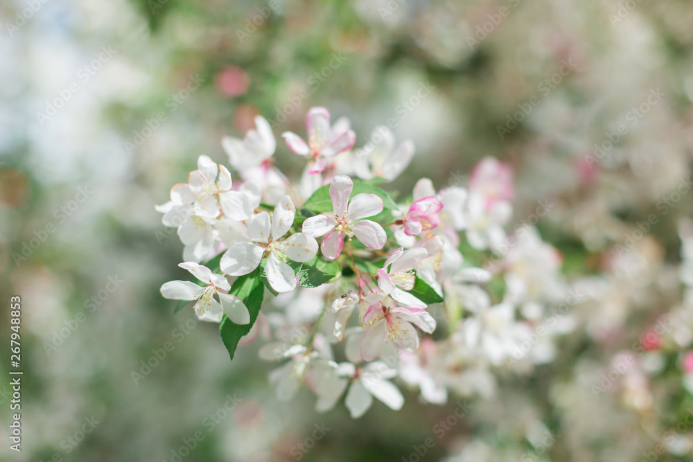 Obraz premium Colorful pink bud of flowers in blossom on spring tree in park. Nature, summer, macro, flowers concept