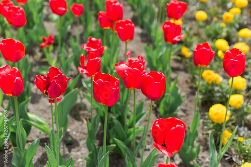 Colorful red tulips of flowers in blossom on summer park. Nature  summer  macro  flowers concept