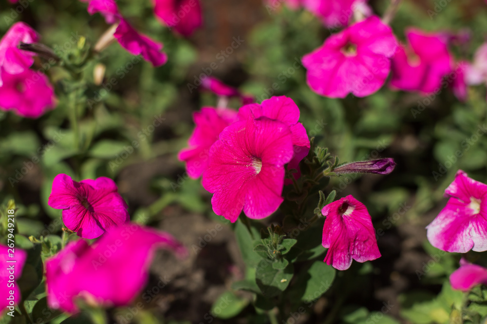 Fototapeta premium Colorful pink bud of flowers in blossom on spring tree in park. Nature, summer, macro, flowers concept