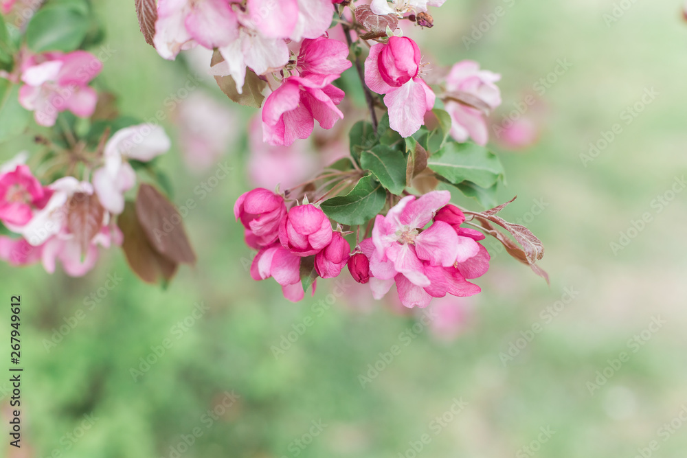 Colorful pink bud of flowers in blossom on spring tree in park. Nature, summer, macro, flowers concept Colorful pink bud of flowers in blossom on spring tree in park. Nature, summer, macro, flowers concept