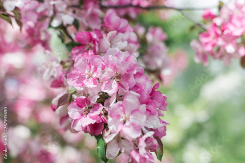 Colorful pink bud of flowers in blossom on spring tree in park. Nature, summer, macro, flowers concept