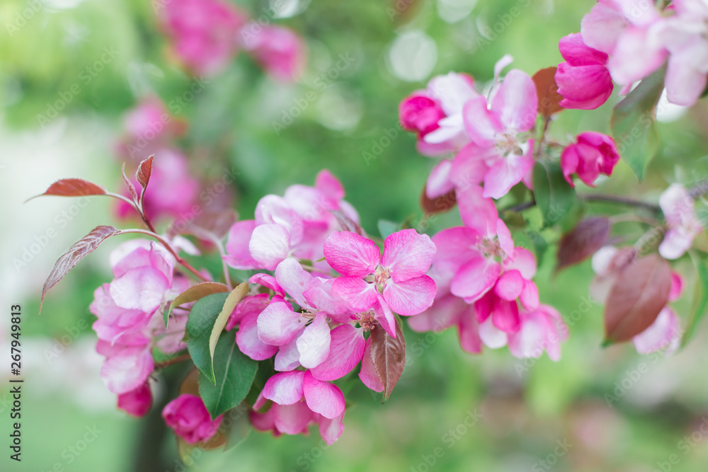 Obraz premium Colorful pink bud of flowers in blossom on spring tree in park. Nature, summer, macro, flowers concept
