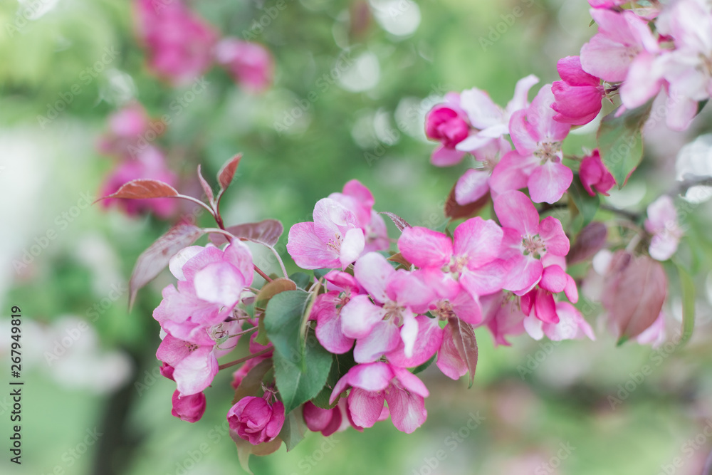 Colorful pink bud of flowers in blossom on spring tree in park. Nature, summer, macro, flowers concept Colorful pink bud of flowers in blossom on spring tree in park. Nature, summer, macro, flowers concept