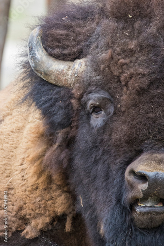 huge male american bison