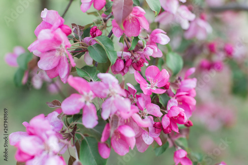 Wallpaper Mural Colorful pink bud of flowers in blossom on spring tree in park. Nature, summer, macro, flowers concept Torontodigital.ca