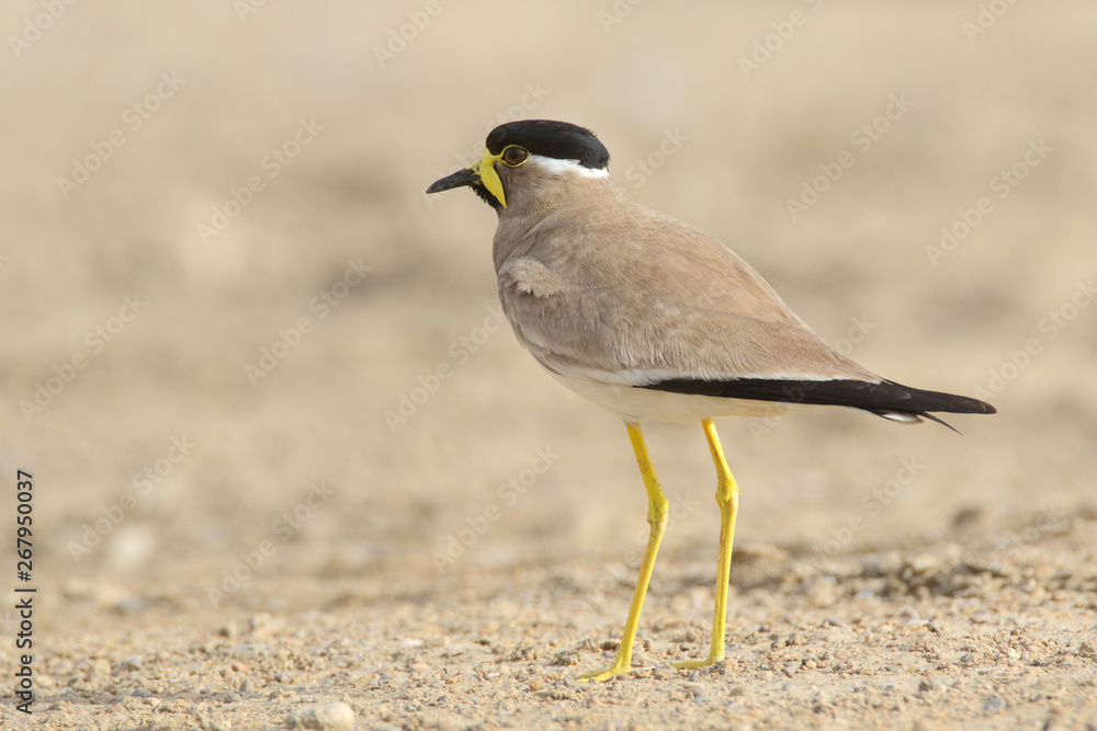 Yellow Wattled Lapwing in breeding plumage Yellow Wattled Lapwing in breeding plumage