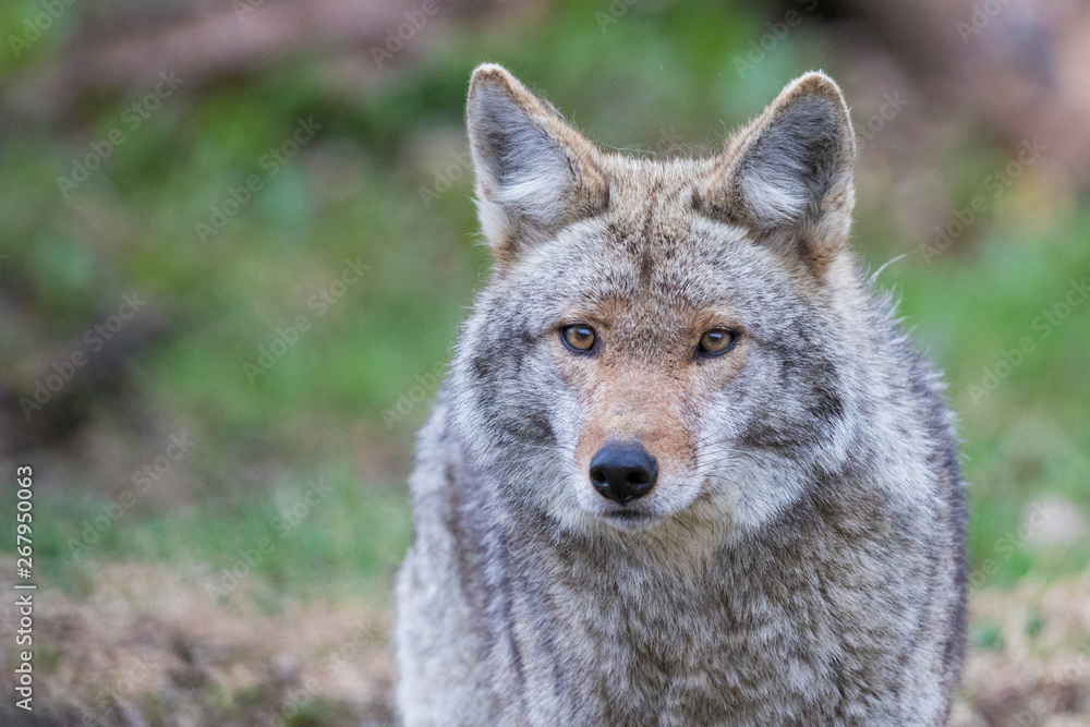 Fototapeta premium Coyote portrait