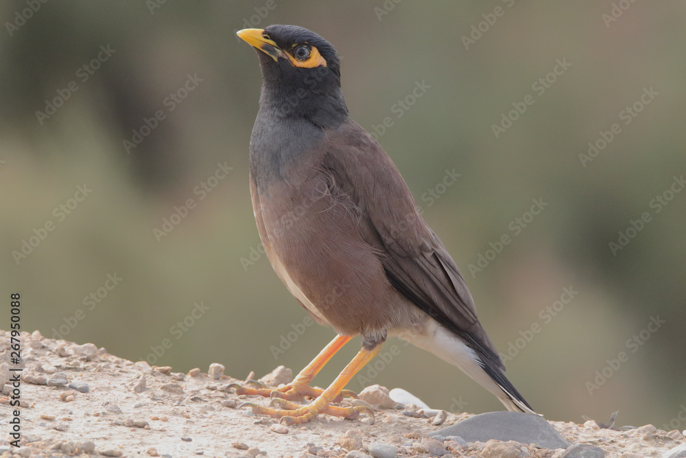 Common Myna perched on ground Common Myna perched on ground
