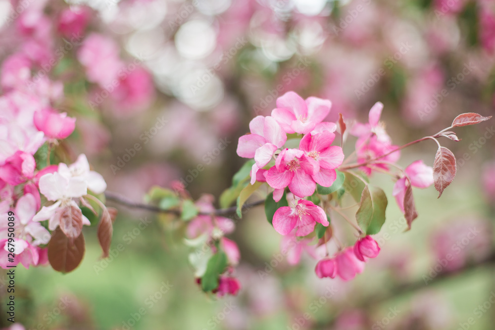 Colorful pink bud of flowers in blossom on spring tree in park. Nature, summer, macro, flowers concept Colorful pink bud of flowers in blossom on spring tree in park. Nature, summer, macro, flowers concept