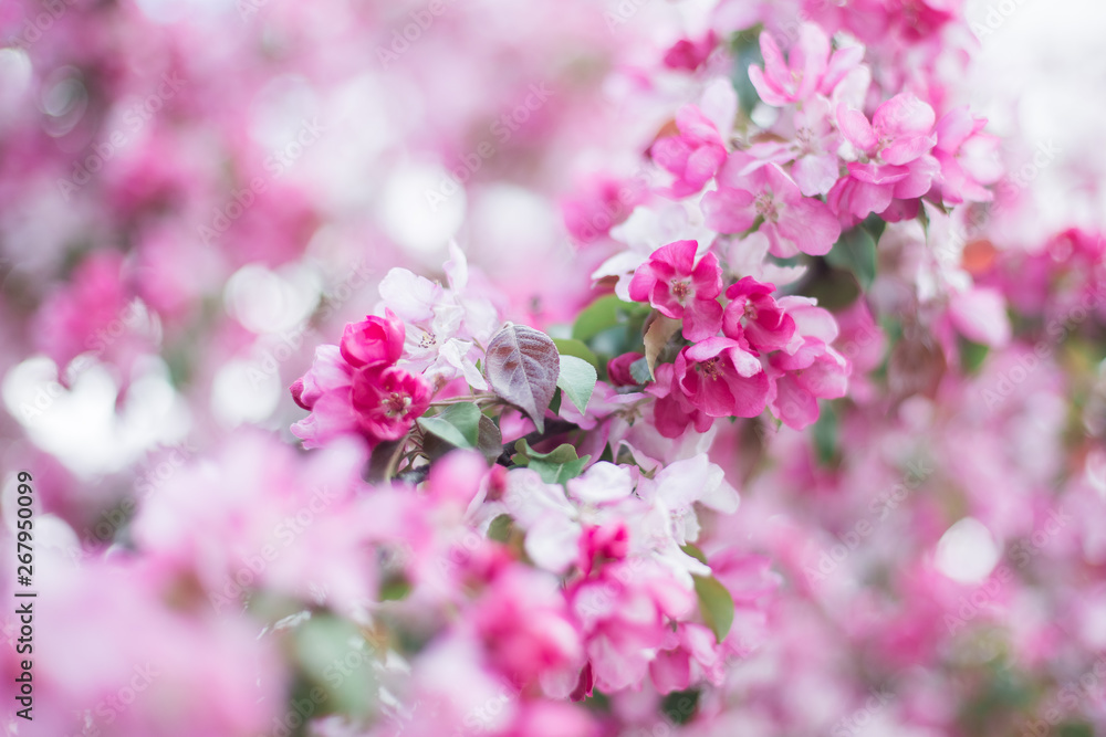 Colorful pink bud of flowers in blossom on spring tree in park. Nature, summer, macro, flowers concept Colorful pink bud of flowers in blossom on spring tree in park. Nature, summer, macro, flowers concept