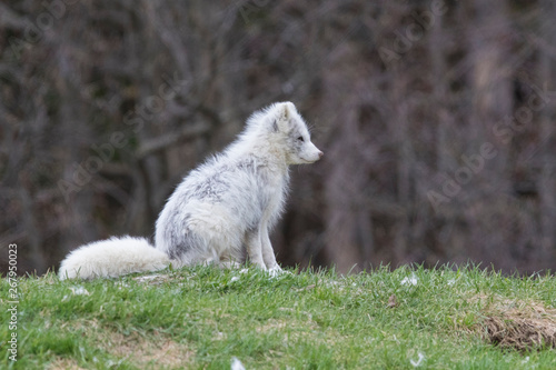 arctic fox in spring