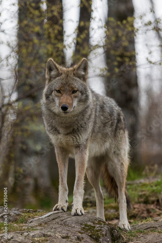 Fototapeta Naklejka Na Ścianę i Meble -  Coyote portrait
