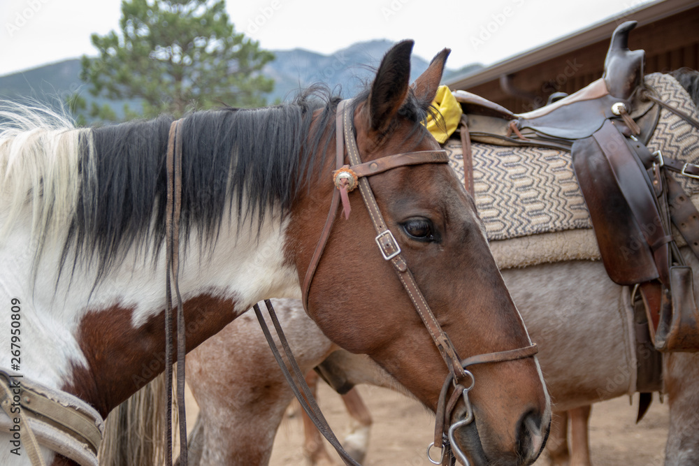 Obraz premium Horse