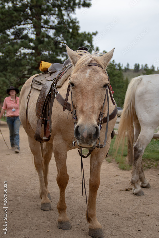 Fototapeta premium Horse