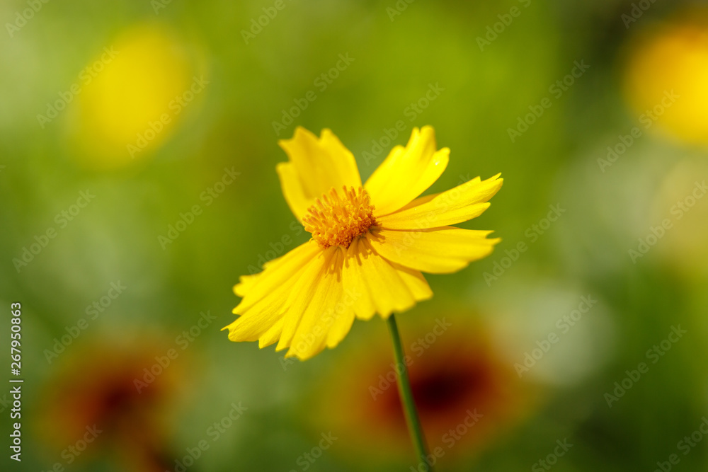 beautiful yellow flower in the light of a Sunny day. macrophotography. Low depth . selective focus beautiful yellow flower in the light of a Sunny day. macrophotography. Low depth . selective focus