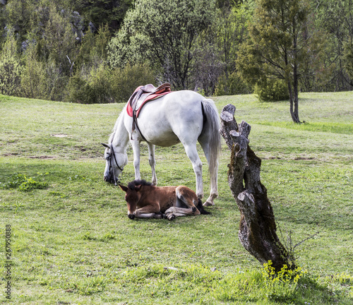 a white horse and a brown foal lying on a green meadow © gpetric