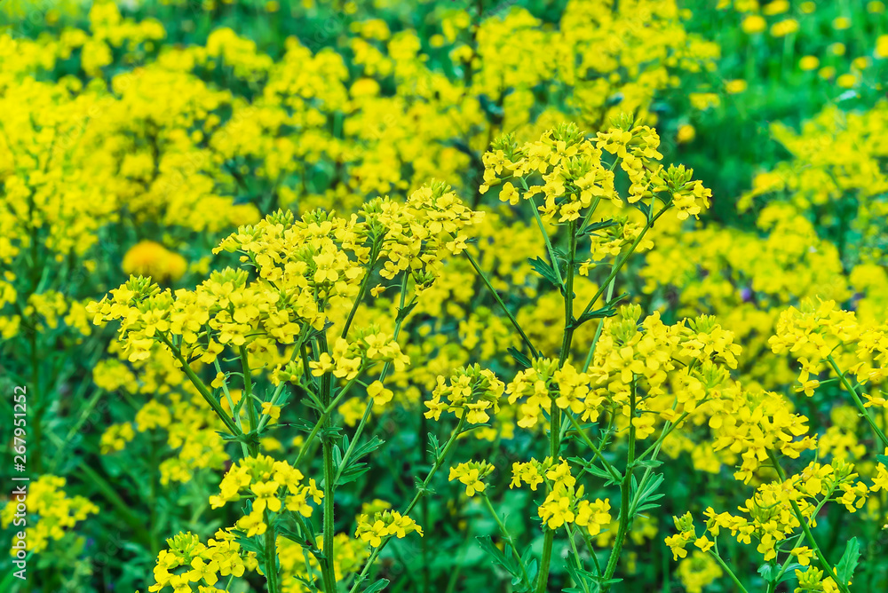 Yellow flowers mustard. Background of yellow wildflowers. Yellow flowers mustard. Background of yellow wildflowers.
