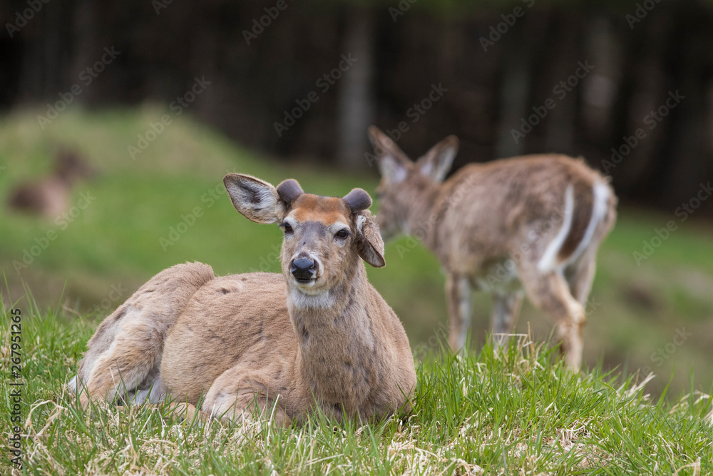 Fototapeta premium white-tailed deer in spring