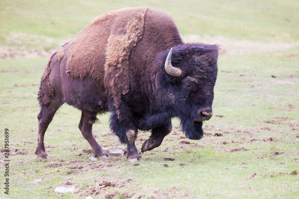 huge male american bison