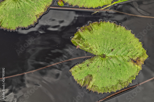 Foto Green leaves in lake views from above with the shape of the famous Pacman doll