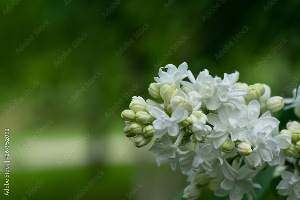 white lilac, nature's background, in the garden white lilac, nature's background, in the garden