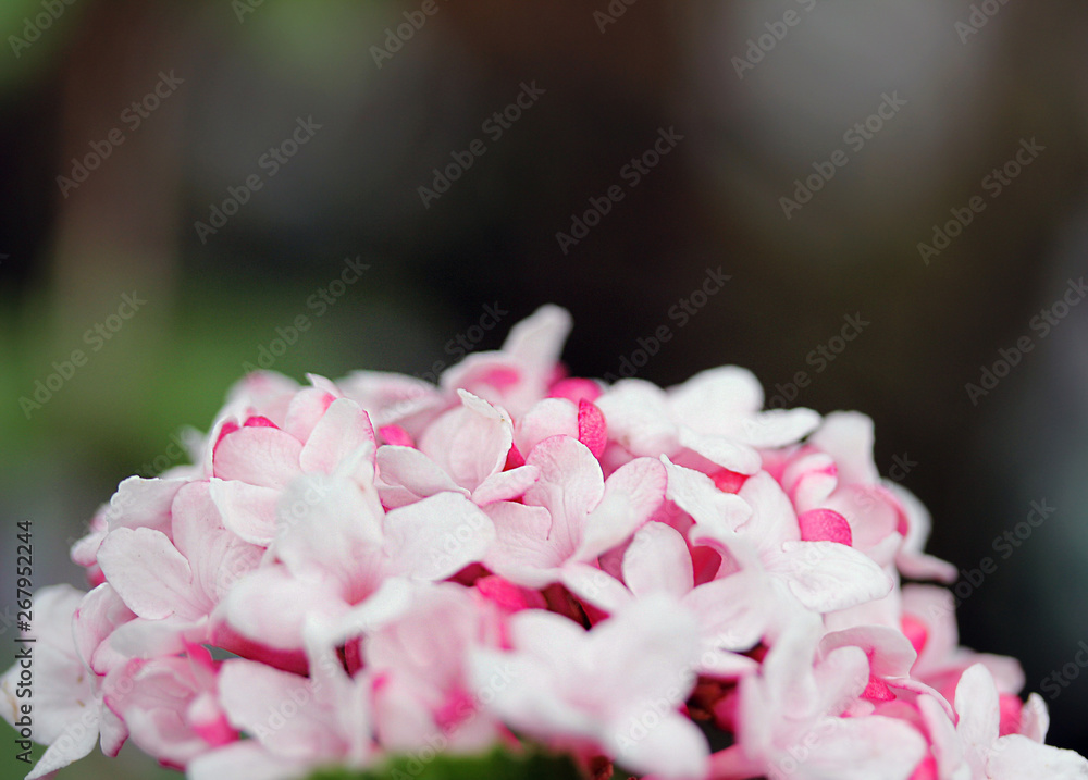 Obraz premium rosa Blüte