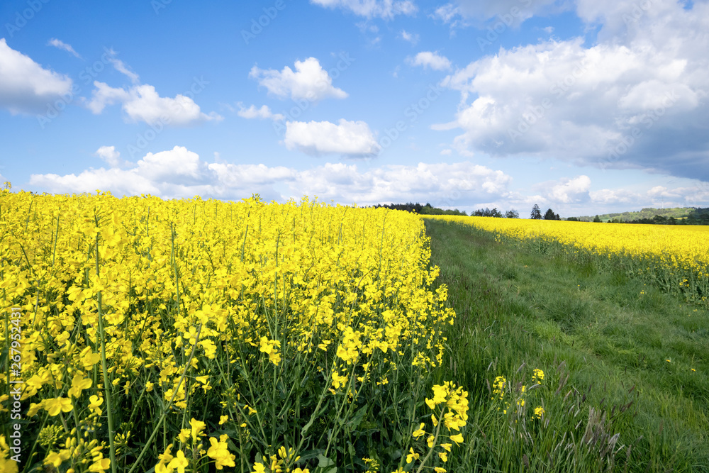 Fototapeta premium rape field spring background