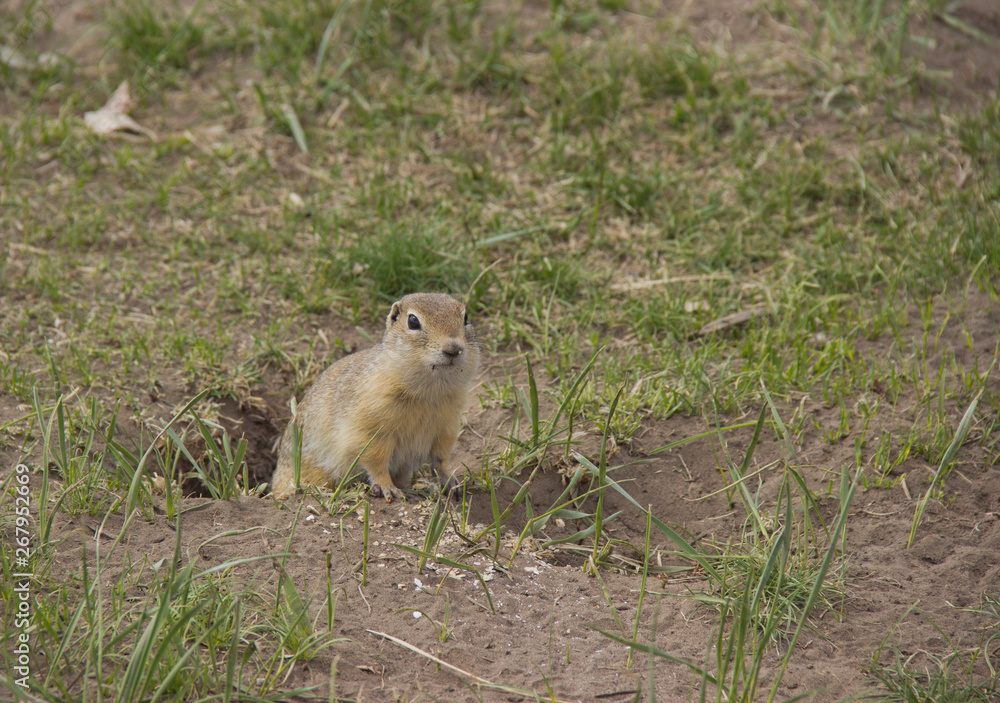 Gopher genus rodents of the squirrel family. Ground squirrel near its burrow on a meadow. Gopher genus rodents of the squirrel family. Ground squirrel near its burrow on a meadow.