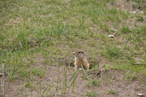 Wallpaper Mural Gopher genus  rodents of the squirrel family. Ground squirrel near its burrow on a meadow. Torontodigital.ca