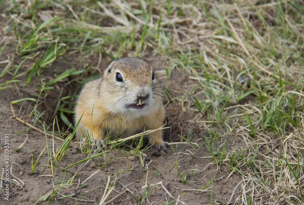 Fototapeta premium Gopher genus rodents of the squirrel family. Hungry gophers are attacking and are aggressive.