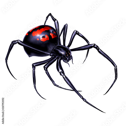 Black widow spider on white background realistic illustration isolate. Black widow spider killer is the most dangerous and poisonous spider.