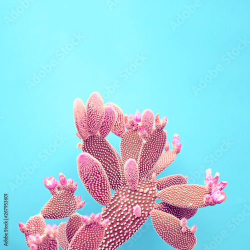 Fashion Cactus living Coral colored pastel background. Trendy tropical plant close-up. Art Concept. Creative Style. Sweet coral fashionable cactus Mood