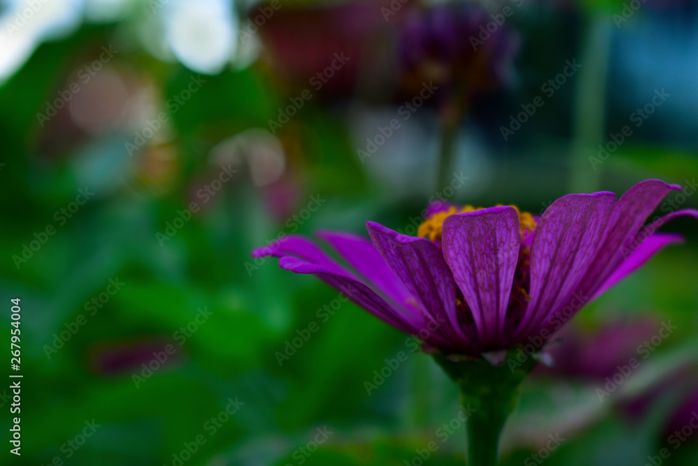 Fototapeta premium beautiful flower In the backyard is refreshing