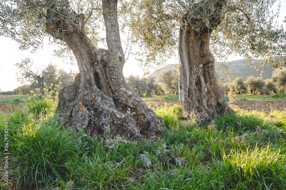 Ancient olive trees in the countryside Ancient olive trees in the countryside