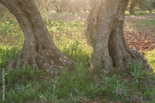 Detail of old olive tree trunks