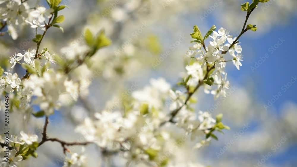 beautiful cherry blossoms on a sunny day in spring beautiful cherry blossoms on a sunny day in spring
